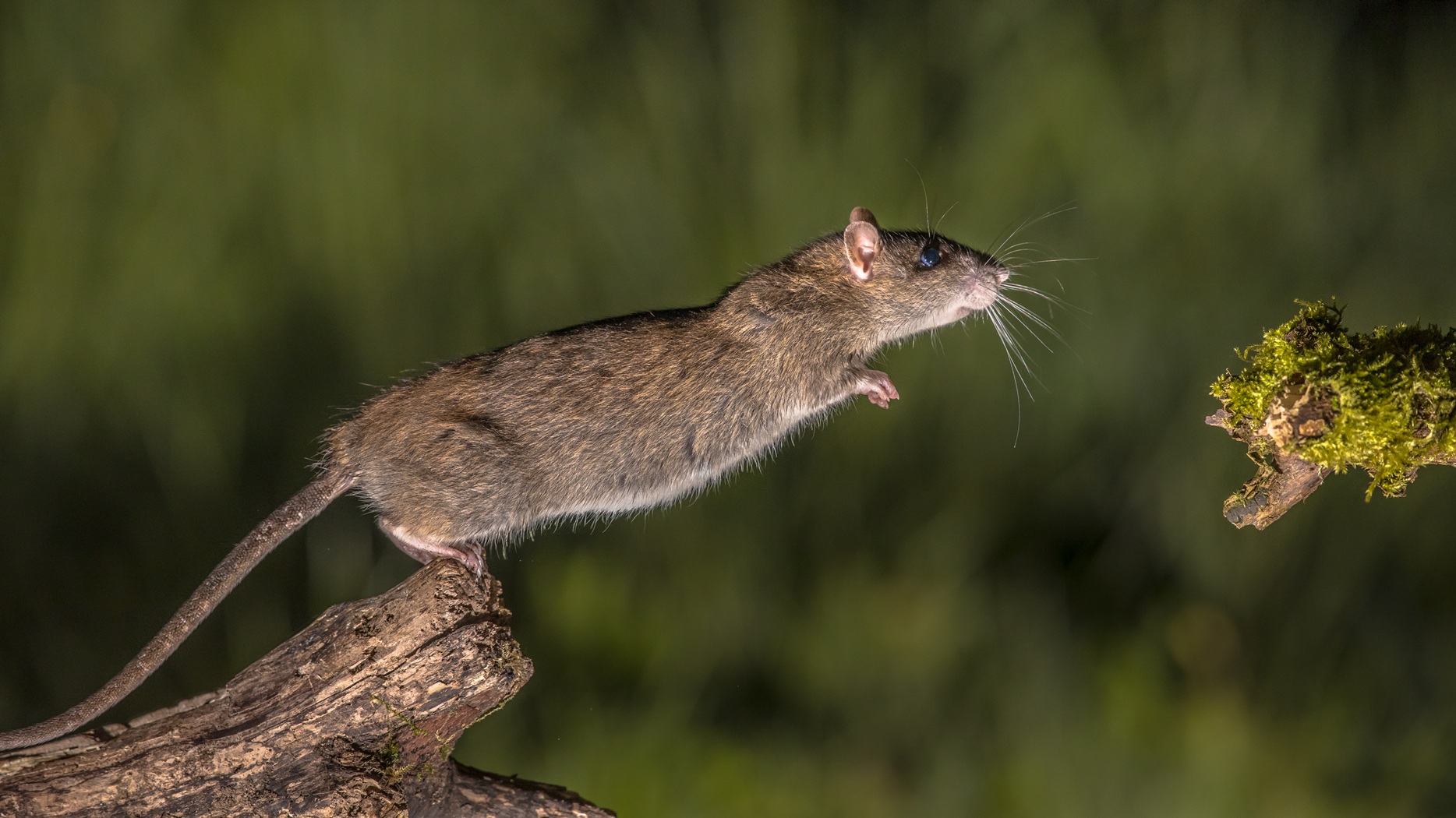 a brown rat with blue eyes looks mid-jump onto a moss covered log.